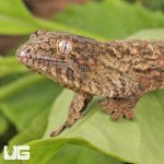 ug_Neon_Snow_xGTX_Leachianus_Gecko_#2_3.jpg