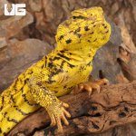 ug_super_yellow_uromastyx_4.jpg