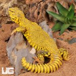 ug_super_yellow_uromastyx_3.jpg