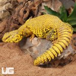 ug_super_yellow_uromastyx_2.jpg
