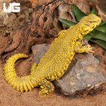 ug_super_yellow_uromastyx_1.jpg