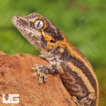 ug_baby_colored_striped_gargoyle_gecko_4.jpg