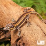 ug_Baby_Colored_Striped_Gargoyle_Gecko_3.jpg