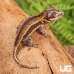ug_Baby_Colored_Striped_Gargoyle_Gecko_2.jpg