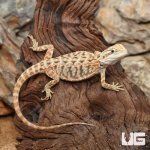 ug_Inferno_Leatherback_2.jpg