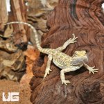 ug_Juvenile_Hypo_Citrus_Bearded_Dragon_4.jpg