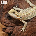 ug_Juvenile_Hypo_Citrus_Bearded_Dragon_3.jpg