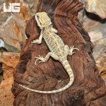 ug_Juvenile_Hypo_Citrus_Bearded_Dragon_2.jpg