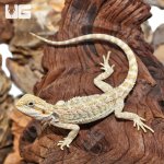 ug_Juvenile_Hypo_Citrus_Bearded_Dragon_1.jpg