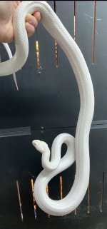 IMG_2836.jpeg