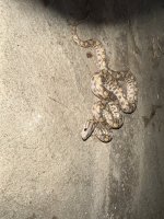 IMG_0096.jpeg