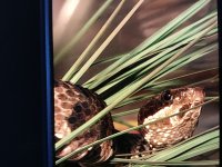 IMG_0981.jpeg