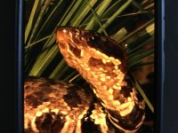 IMG_0978.jpeg