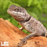 ug_guyana_collared_lizard_4.jpg