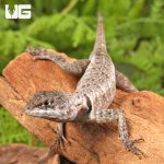 ug_guyana_collared_lizard_3.jpg