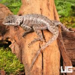 ug_guyana_collared_lizard_2.jpg