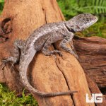 ug_guyana_collared_lizard_1.jpg