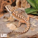 UG_Citrus_Leatherback_Bearded_Dragon_(6 – 8)_4.jpg