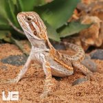 UG_Citrus_Leatherback_Bearded_Dragon_(6 – 8)_3.jpg