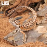 UG_Citrus_Leatherback_Bearded_Dragon_(6 – 8)_2.jpg