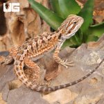 UG_Citrus_Leatherback_Bearded_Dragon_(6 – 8)_1.jpg