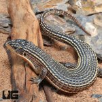ug_Major_Plated_Lizard_1.jpg