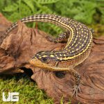 ug_Baby Major Plated Lizard_4.jpg