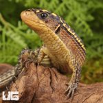 ug_Baby Major Plated Lizard_3.jpg