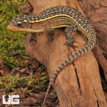 ug_Baby Major Plated Lizard_2.jpg