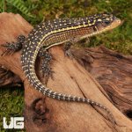 ug_Baby Major Plated Lizard_.jpg