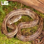 ug_Gulf_Hammock_Rat_Snake_3.jpg