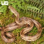 ug_Gulf_Hammock_Rat_Snake_2.jpg