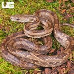 ug_Gulf_Hammock_Rat_Snake_1.jpg
