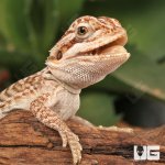ug_genstripe_leatherback_bearder_dragon_4.jpg
