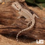 ug_genstripe_leatherback_bearder_dragon_3.jpg