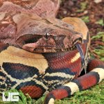 UG_Suriname_Red_Tail_Boa_4.jpg
