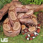 UG_Suriname_Red_Tail_Boa_3.jpg
