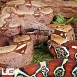 UG_Suriname_Red_Tail_Boa_2.jpg