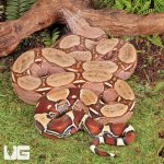 UG_Suriname_Red_Tail_Boa_1.jpg