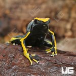 UG_Adult_Alanis_Tinctorius_Dart_Frog_4.jpg