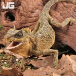 ug_Mountain_Horned_Lizard_6.jpg