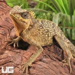ug_Mountain_Horned_Lizard_5.jpg