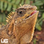 ug_mountain_horned_lizard_4.jpg