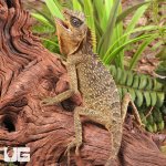 ug_mountain_horned_lizard_3.jpg
