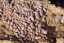SANDSTONE (3).jpg