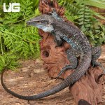 ug_Giant_Dusky_Ameiva_2.jpg
