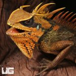 ug_Natal_Mountain_Horned_Lizard_4.jpg