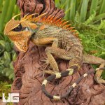 ug_Natal_Mountain_Horned_Lizard_3.jpg