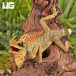 ug_Natal_Mountain_Horned_Lizard_2.jpg