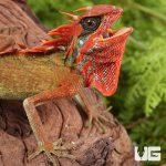 ug_Natal_Mountain_Horned_Lizard_1.jpg